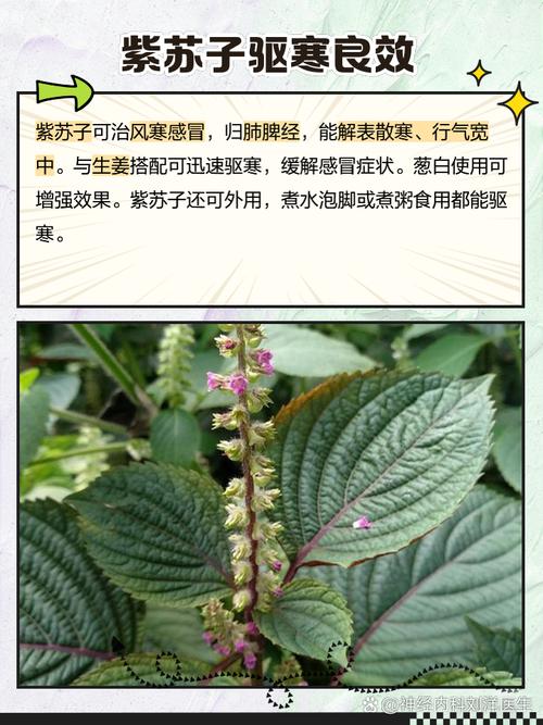 紫苏子作用与功效,有什么副作用?