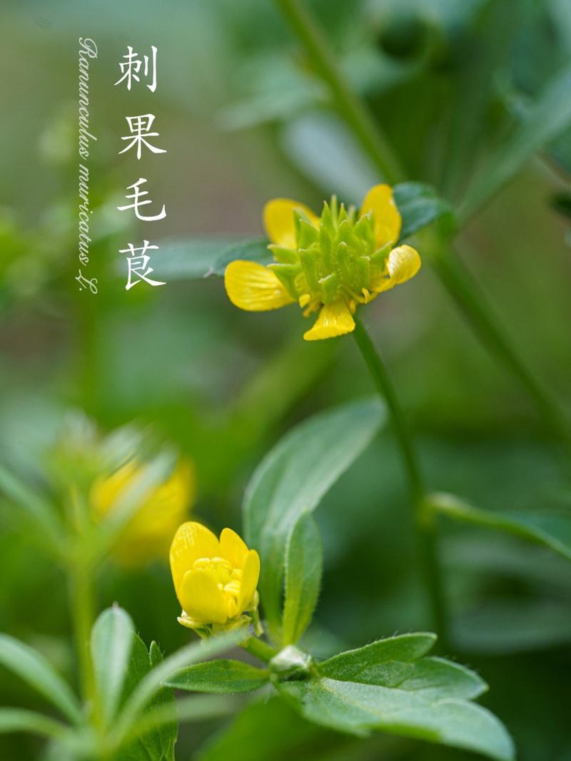 花毛茛有没有花和果实