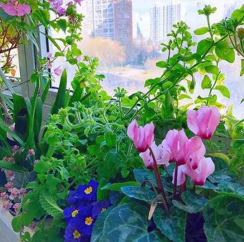 这“4种”花