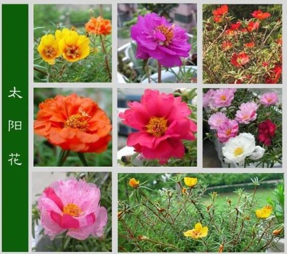 跪求这种花儿的名字