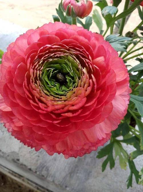 花毛茛有什么作用