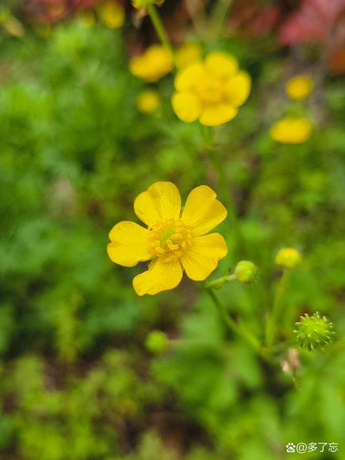 花毛茛有毒吗