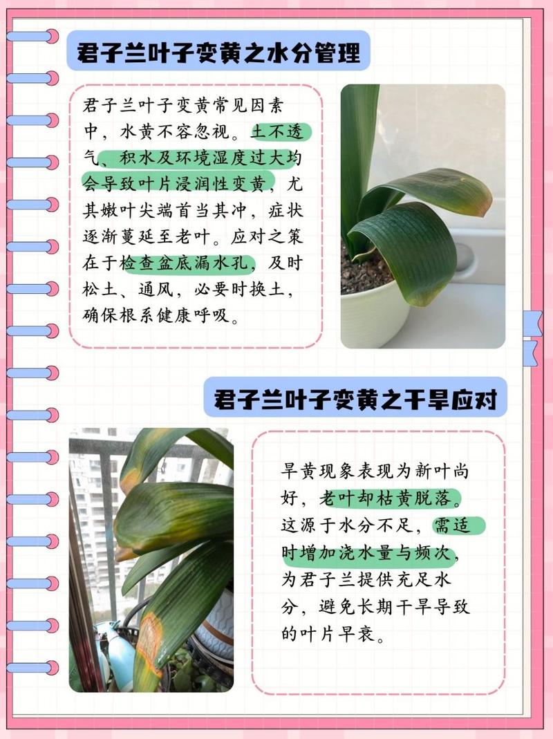球兰的叶子干瘪发黄是怎么回事