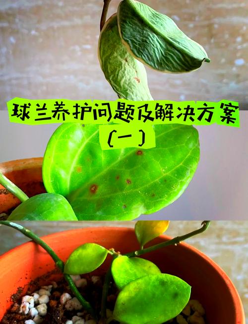 球兰叶子发黄怎么办球兰叶子发黄怎么解决