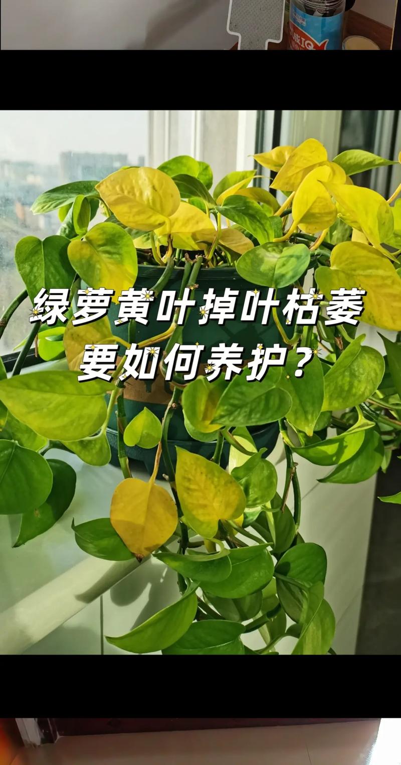 绿萝叶子发蔫原因及补救方法
