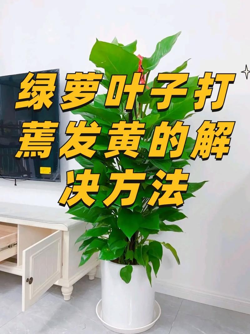 绿萝叶子蔫了是什么原因