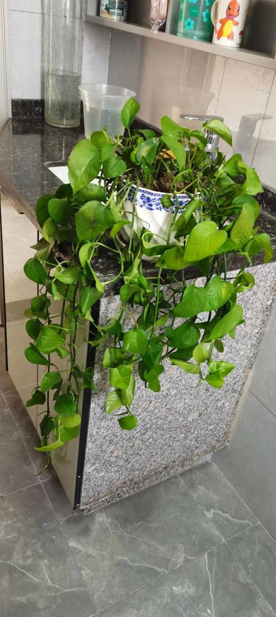 大绿萝叶子蔫了怎么回事怎样补救