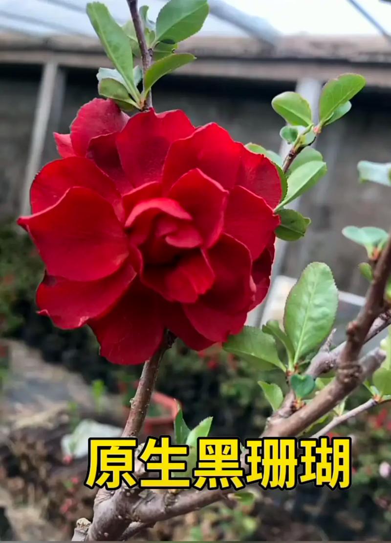 [认识龙须海棠]龙须海棠知多少