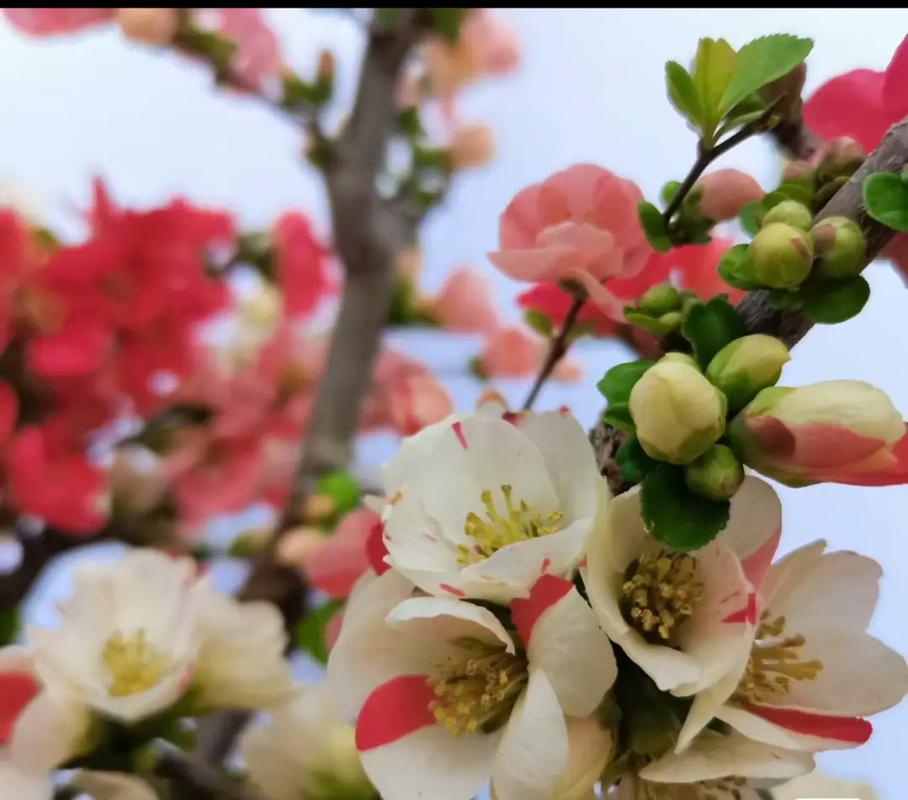 龙须海棠什么时候开花