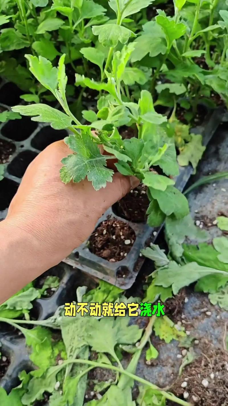 秋叶菊栽培繁殖