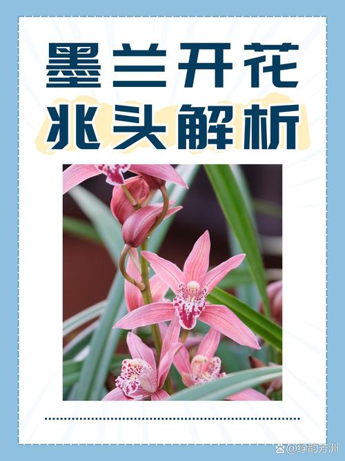 兰花开花预示着什么,预示吉祥的兆头好运即将来临