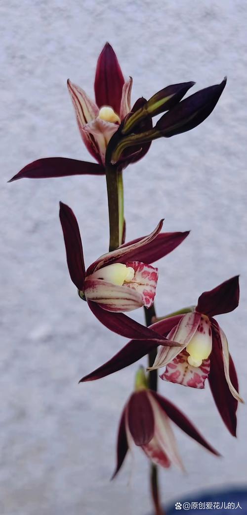兰花开花预示着什么?