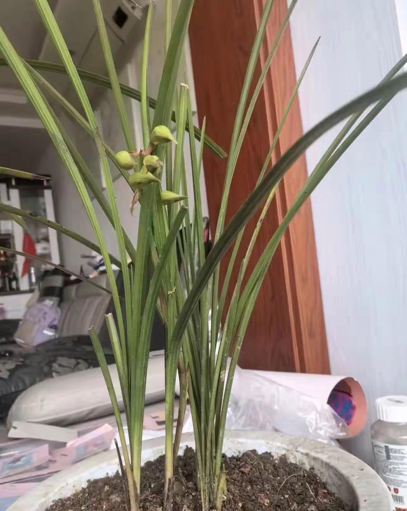 兰花开花的迷信说法