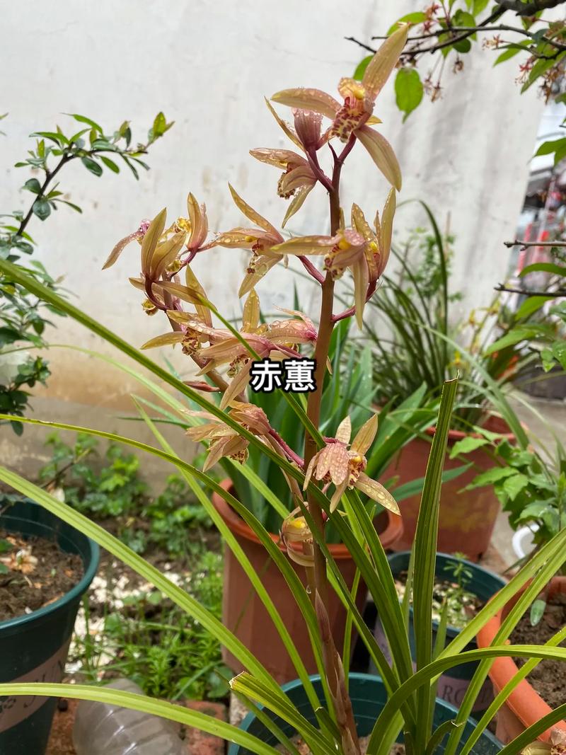 兰花开花预示着什么