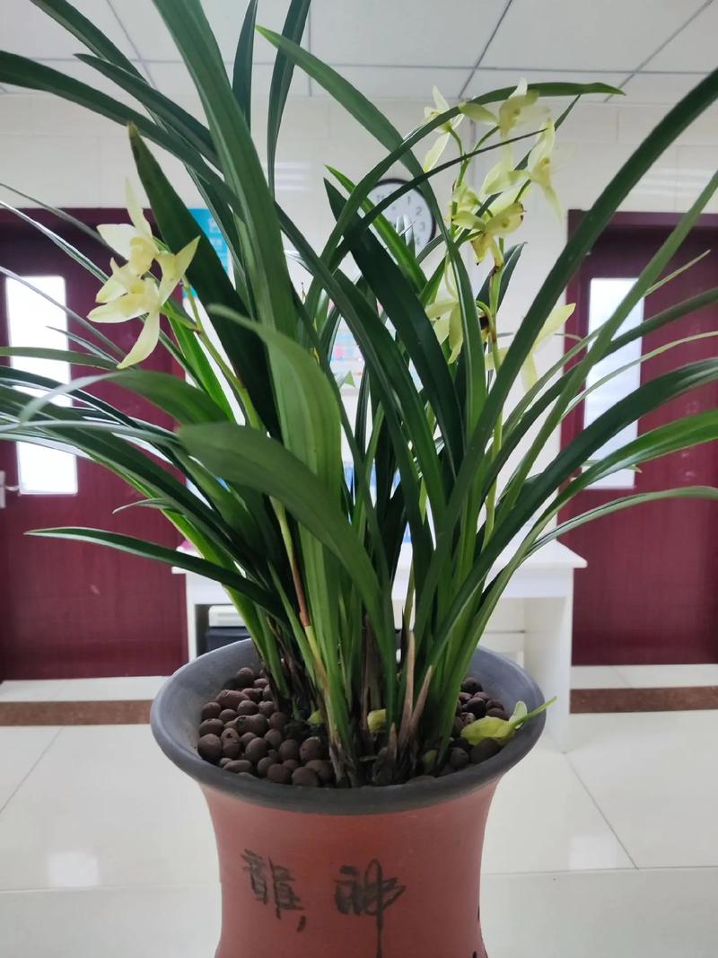 家里兰花突然开花预示着什么