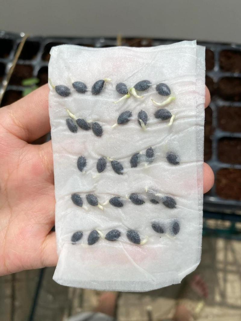 百香果籽吞下去好还是嚼碎