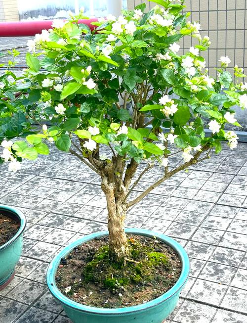 茉莉花的养殖方法和技巧有哪些?如何养开花又多又香?