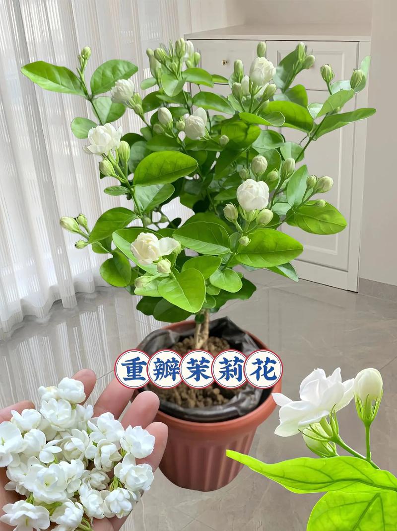 茉莉花适合在什么土壤中生长,茉莉花好养吗
