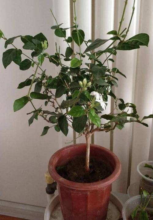 茉莉花怎么配土长的更旺盛