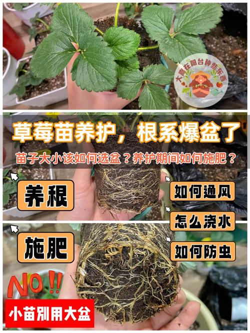 种植草莓多久浇一次水