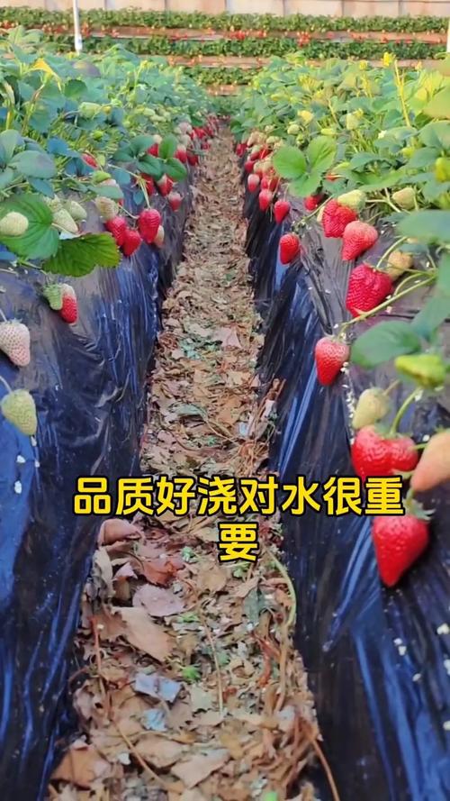 草莓夏天多久浇一次水