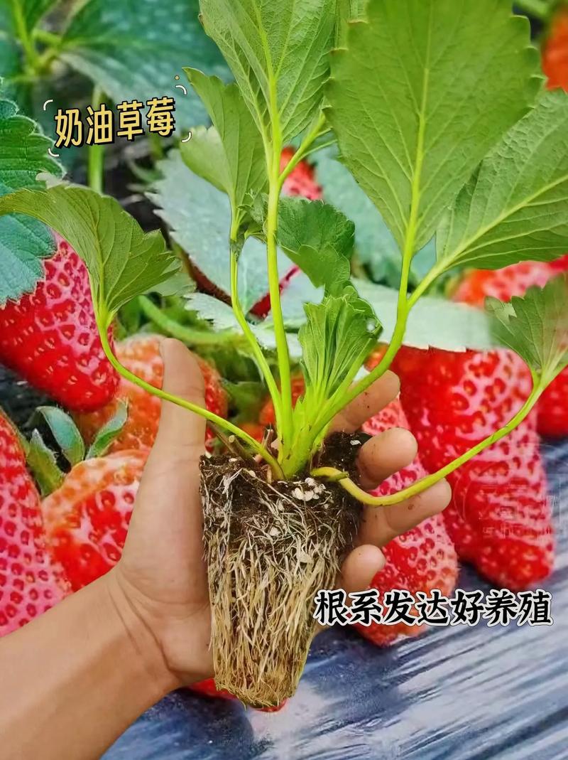 草莓需要每天浇水吗