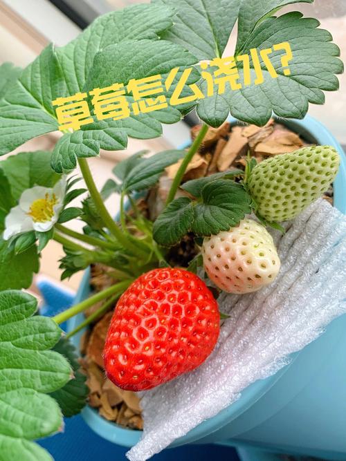 草莓需要天天浇水吗