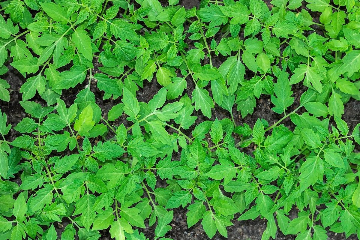 附地菜的吃法