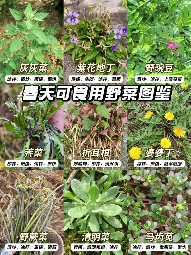 求野菜名字