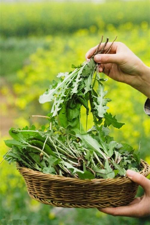 这种野菜能吃吗?叫什么??