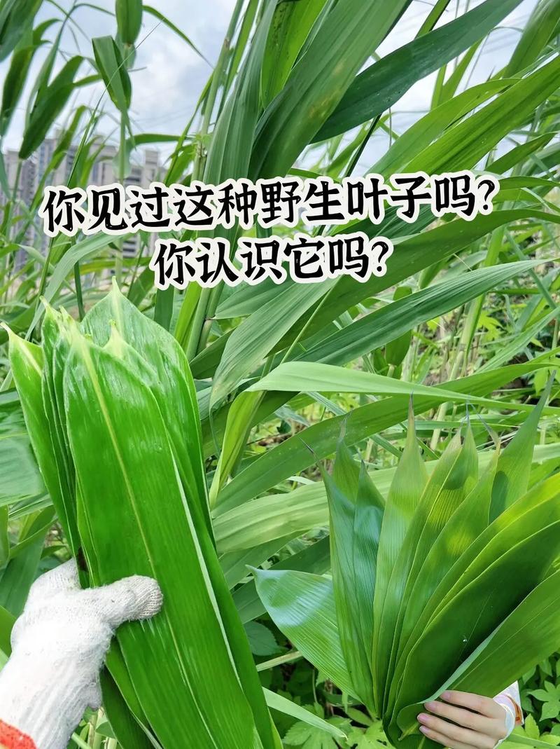 包粽子叶子是什么叶子