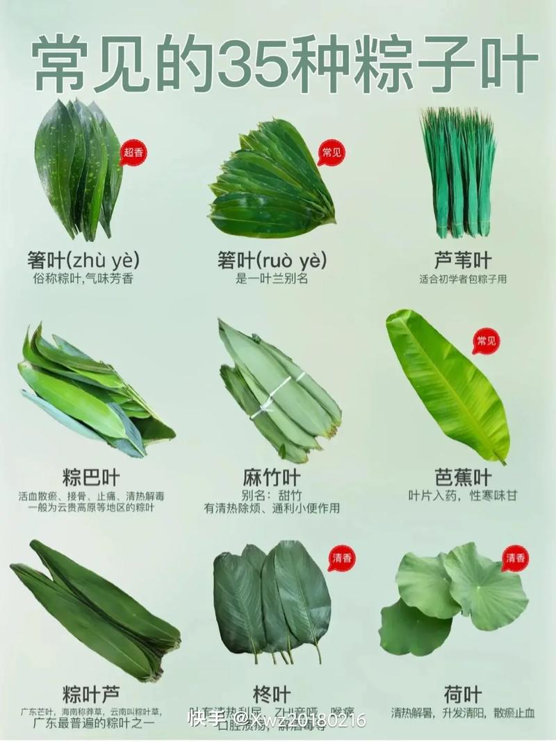 粽叶是什么植物的叶子?
