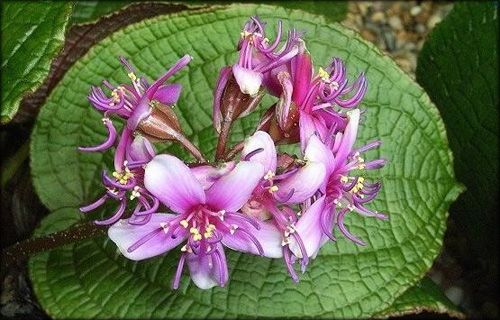栽培虎颜花的技术要点有哪些?