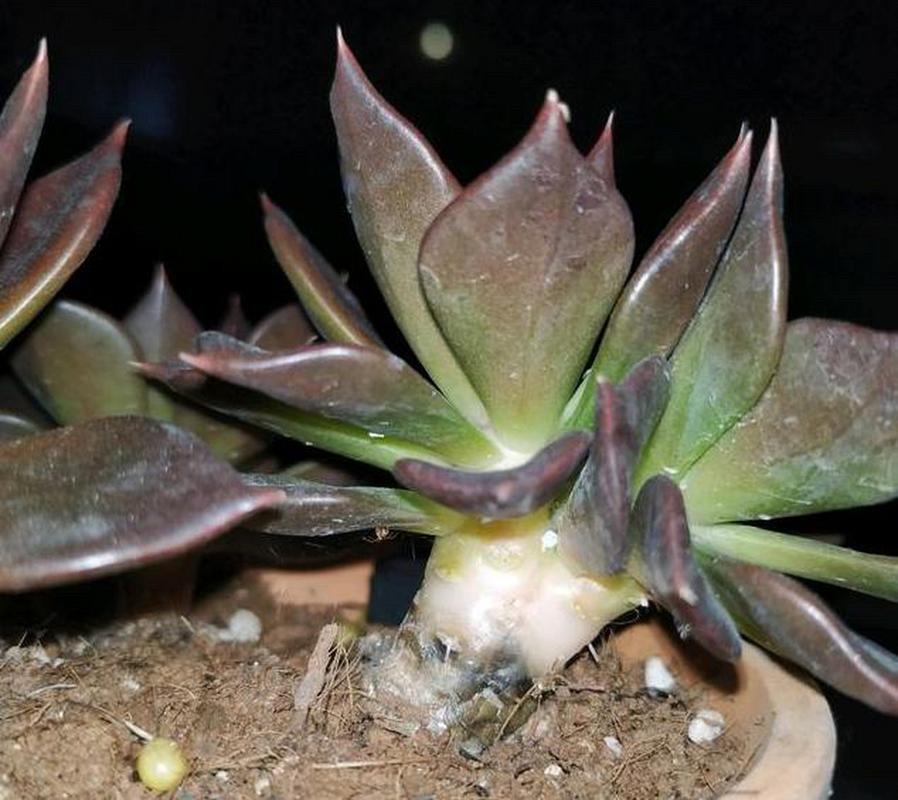 虎颜花常见的虫害及防治方法有哪些