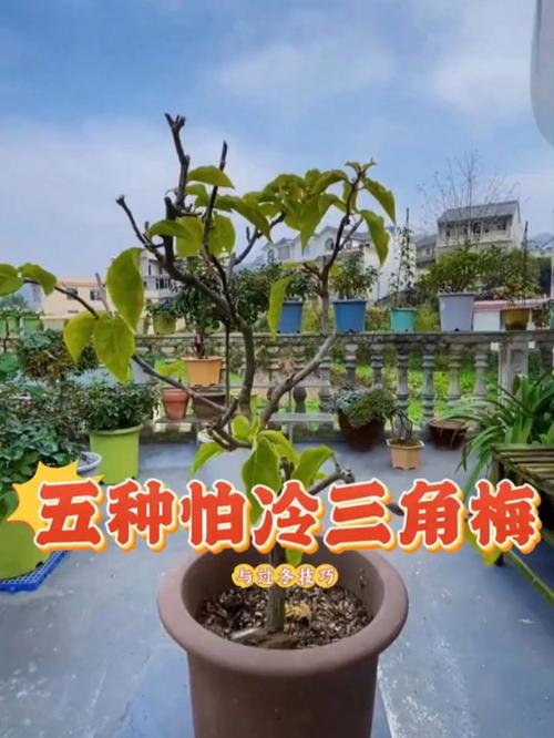 三角梅冬天怎么过冬
