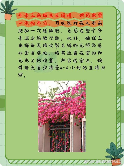 三角梅冬天如何过冬?