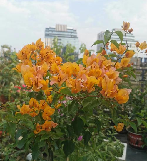 冬天怎么让三角梅安全越冬