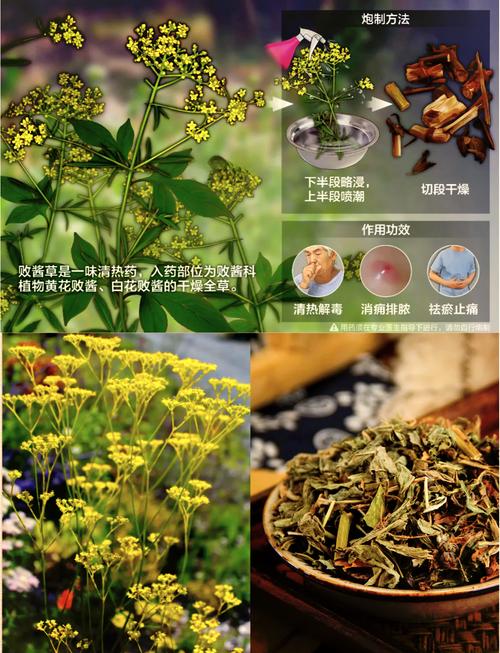 败酱草的功效与作用败酱草介绍