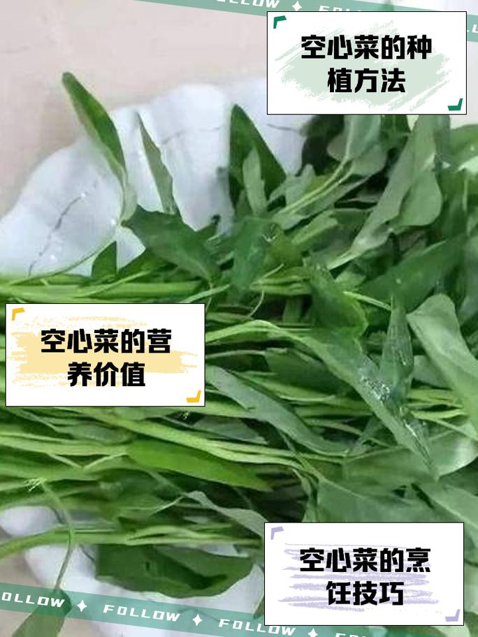空心菜病虫害防治方法有哪些
