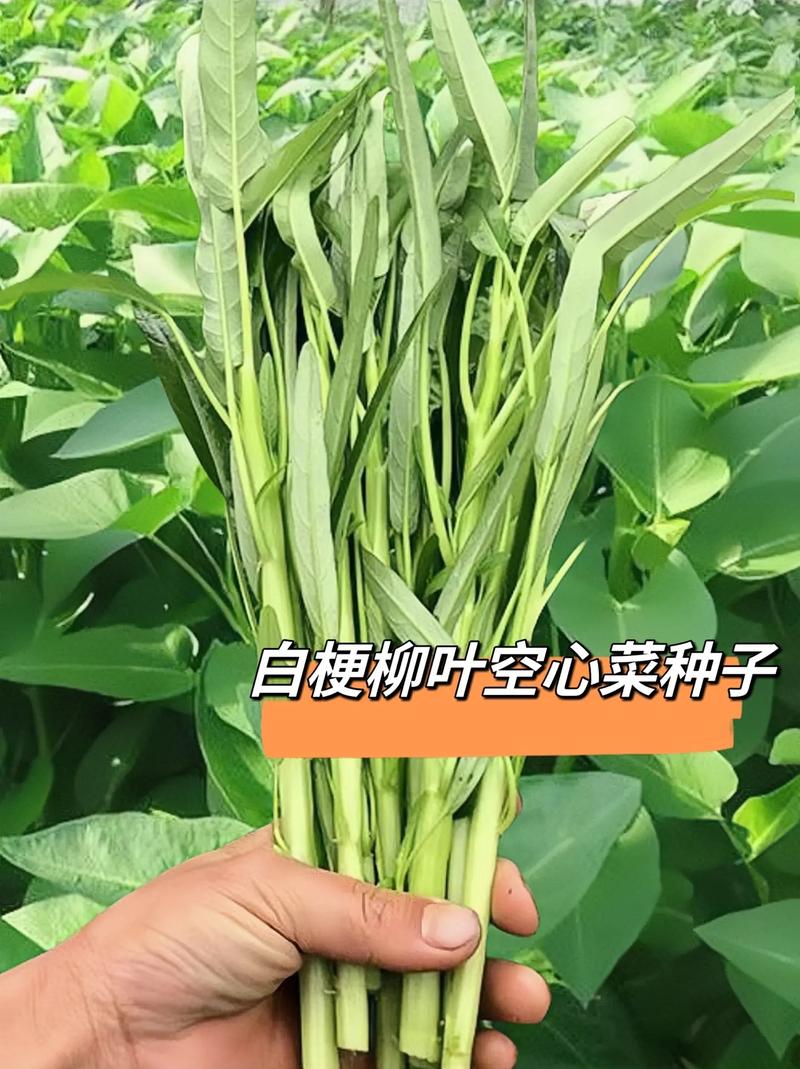 如何进行空心菜病虫害防治?
