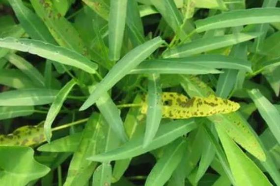 空心菜病虫害防治技术与方法