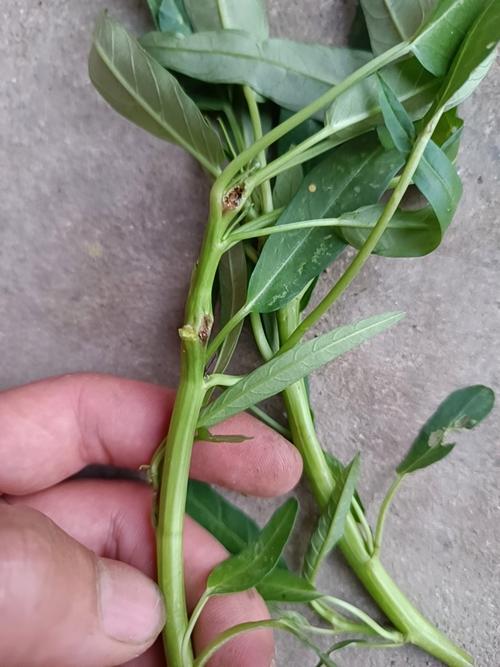 空心菜病虫害防治技术