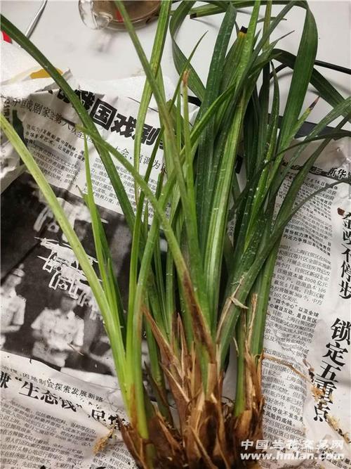 大雪苏叶子变黄怎么办?