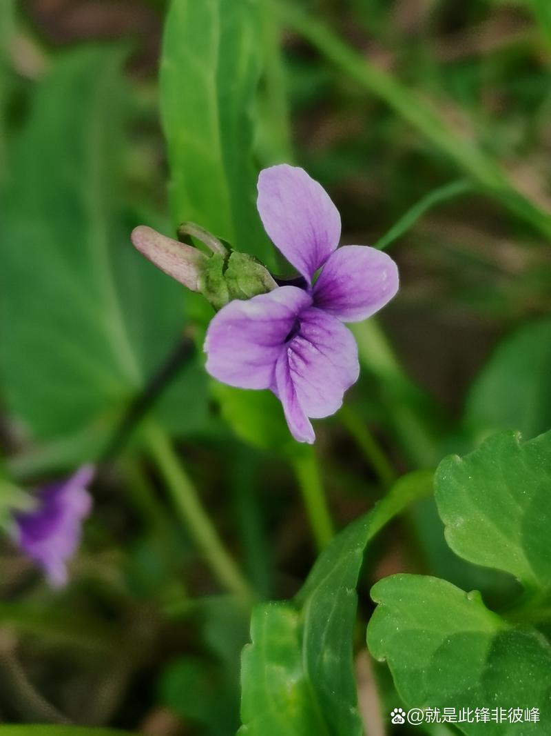 紫花地丁花语:诚实