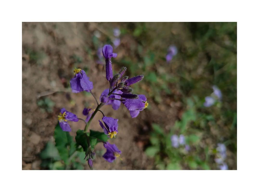 花语大全:紫花地丁的花语是什么?