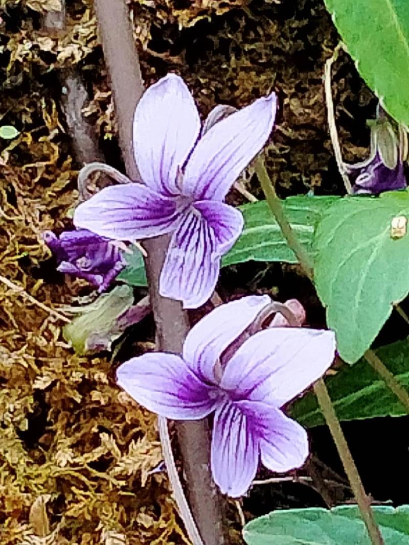 紫花地丁什么时候开花