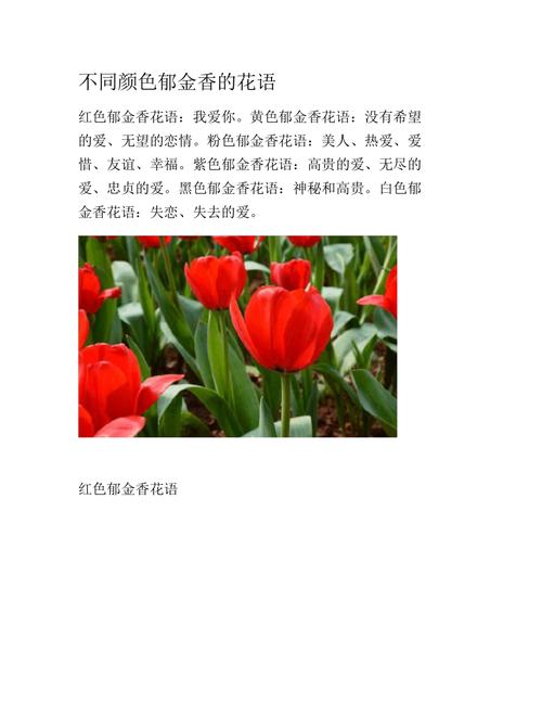 各色郁金香花语和寓意