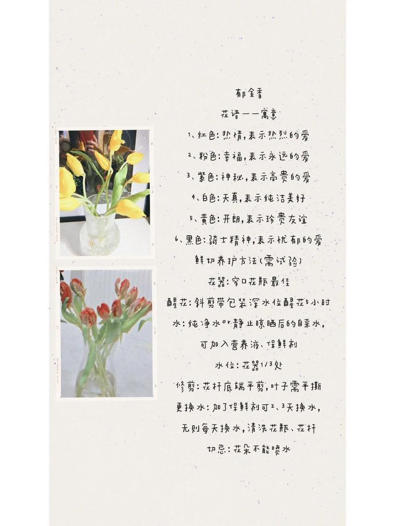 不同颜色的郁金香花语有哪些
