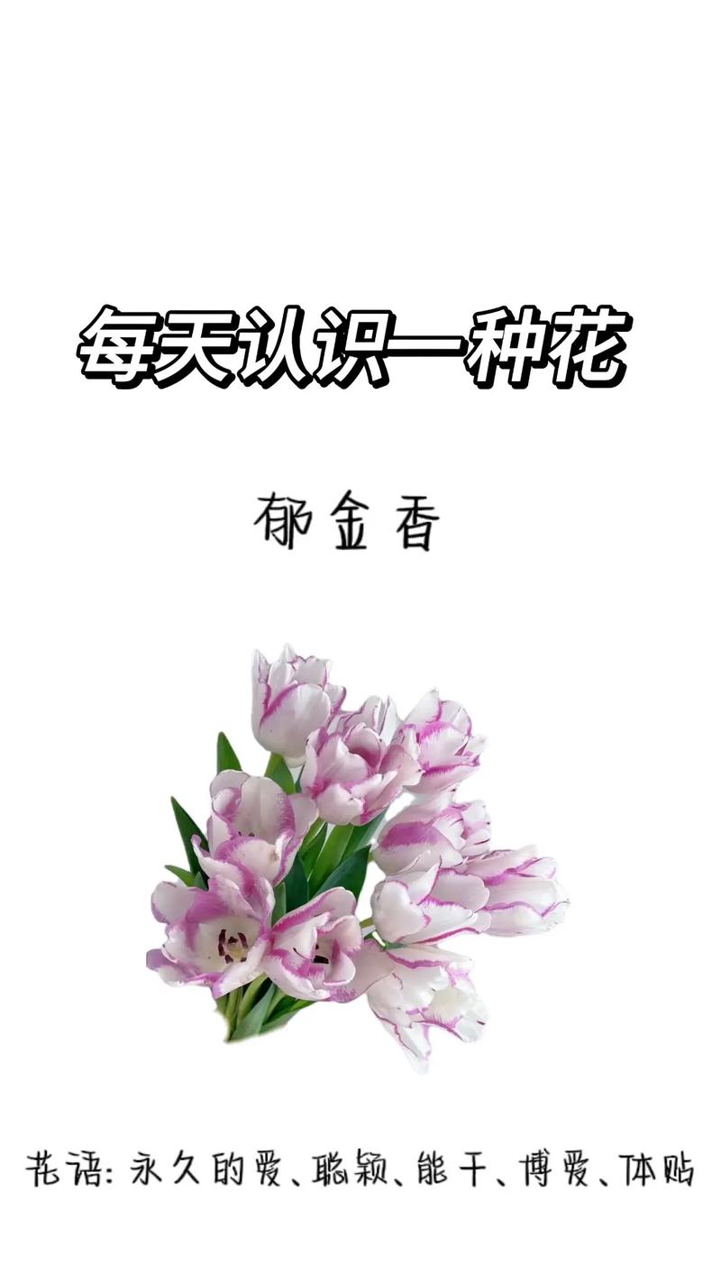 郁金香的花语和象征意义