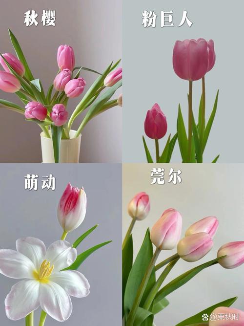不同颜色郁金香的花语